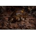 Tortuga Dragón - Rhinoclemmys pulcherrima manni